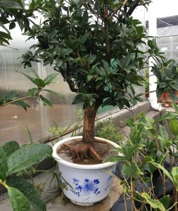 阳台可以种桂花树吗 适合在阳台种植桂花树吗？