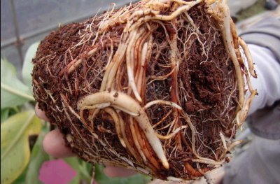 椰糠土可以种多肉吗 椰糠土适合种植多肉吗？