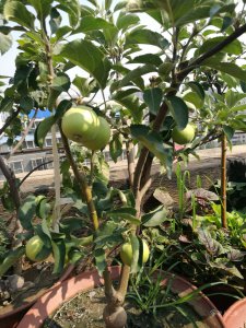 楼顶上可以种桃树吗 可以在楼顶种植桃树吗？