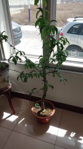 阳台可以种桃树吗 阳台适合种植桃树吗？