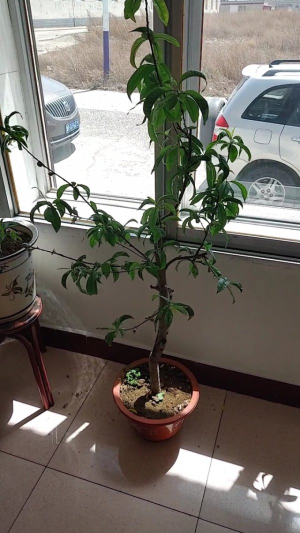 阳台可以种桃树吗