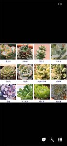 多肉生长条件和特性 多肉植物的生长环境和特点