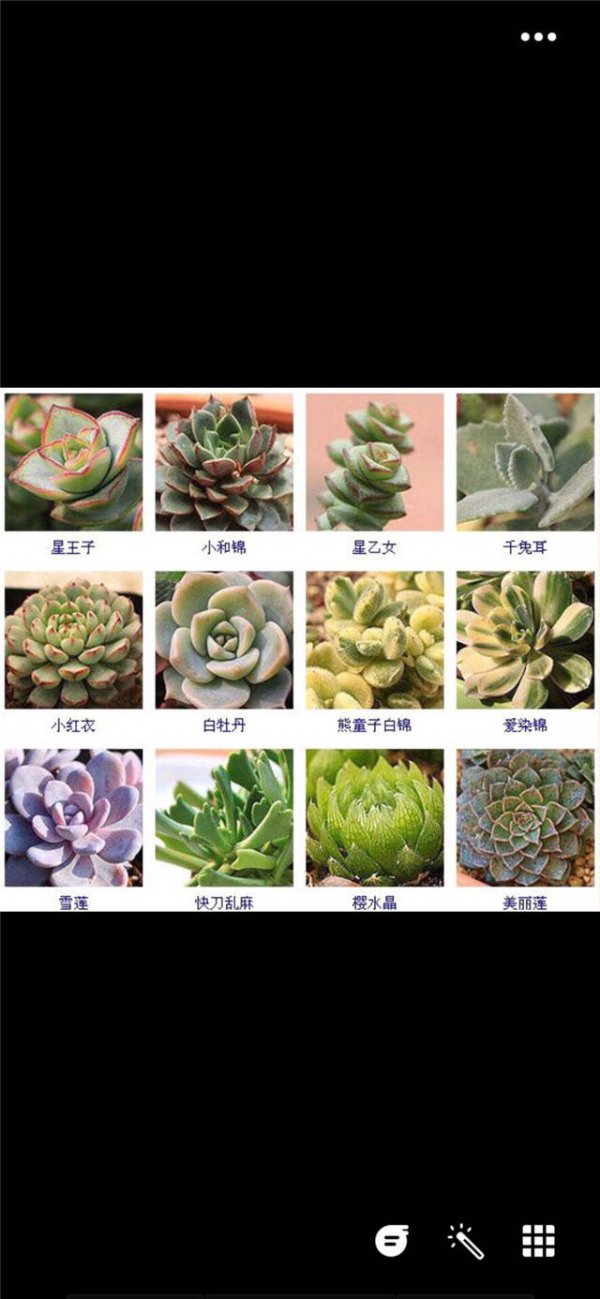 多肉生长条件和特性