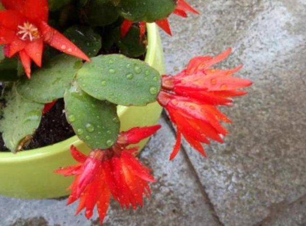 假昙花施什么肥最好