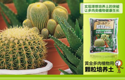 仙人掌施什么肥最好 仙人掌最适合使用哪种肥料？