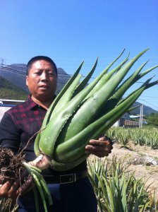 芦荟施什么肥最好 芦荟最适合施什么肥料？