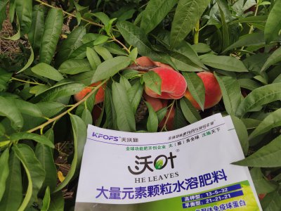 桃树施什么肥最好 什么肥料最适合桃树使用？