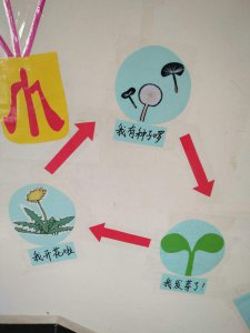 蒲公英怎么留种子 如何保存蒲公英的种子？
