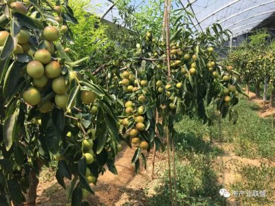 枣树施什么肥最好 枣树最适合施什么肥料？