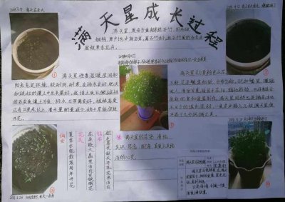 满天星怎么留种子 满天星如何收集种子