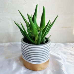 芦荟图片用什么花盆好看 芦荟适合种植在哪种花盆里？
