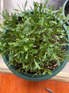 姬小菊怎么留种子 如何收集姬小菊的种子？