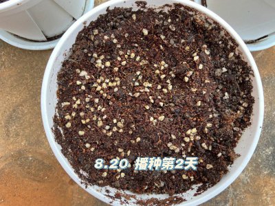 重瓣太阳花怎么留种子 如何保存重瓣太阳花的种子？