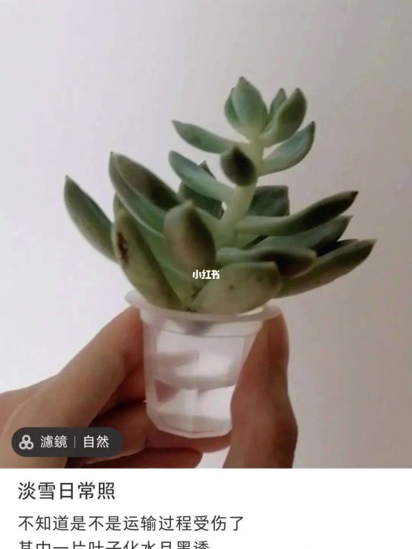 淡雪多久服盆