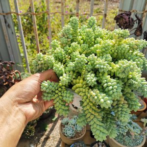 玉坠多久服盆 玉坠何时入盆