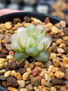 姬玉露施什么肥最好 姬玉露最适合使用何种肥料