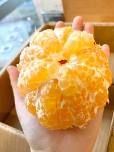 胡柚种子可以种吗 胡柚的种子能不能播种？