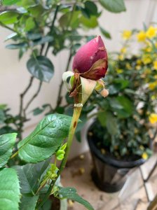 花骨朵没开就掉了怎么办 花骨朵未开就掉落了怎么处理？