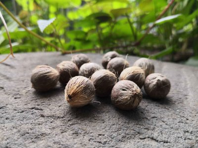 紫金鼠是什么树的种子 紫金鼠种子属于哪种树？