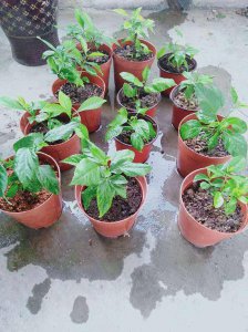 扶?；ㄍ僚渲品椒?制作扶桑花泥土的步骤