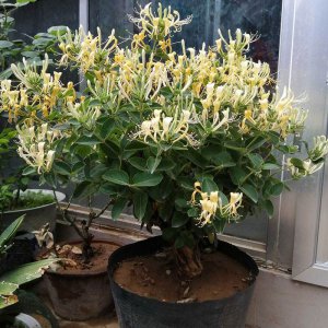 金银花可以种在室内吗 金银花适合室内种植吗？