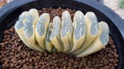 玉扇多久服盆 玉扇盛宴久矣待盆
盛宴久矣玉扇待盆