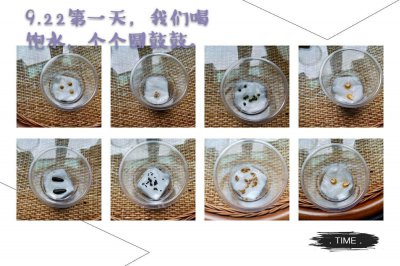 猕猴桃怎么留种子 如何保存猕猴桃的种子