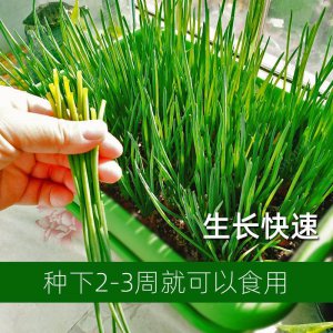 香葱种子怎么来的 香葱的种子是如何产生的？