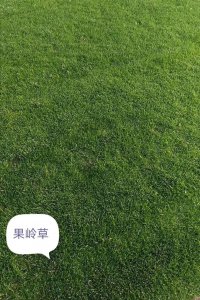 果岭草施什么肥最好 果岭草最适合施什么种类肥料？