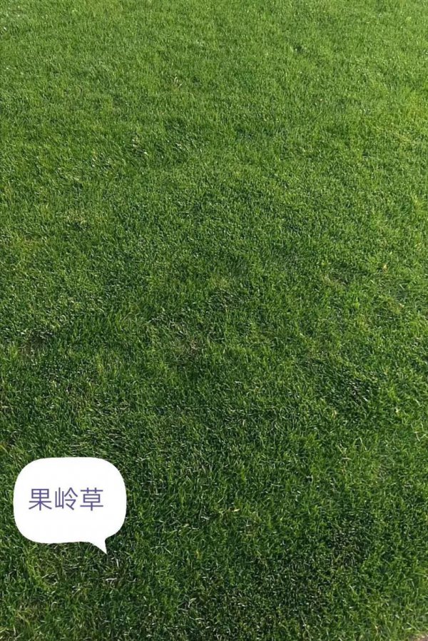 果岭草施什么肥最好