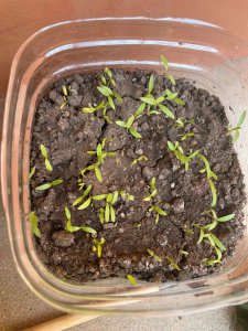 香菜怎么留种子 如何保存香菜的种子

种植香菜的方法