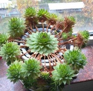 观音莲怎么分株方法 分株观音莲的方法
观音莲怎么进行分株
