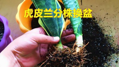 虎皮兰怎么分株方法 分株虎皮兰的方法

繁殖虎皮兰的步骤