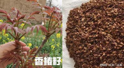 香椿种子怎么来的 香椿是如何繁殖的？