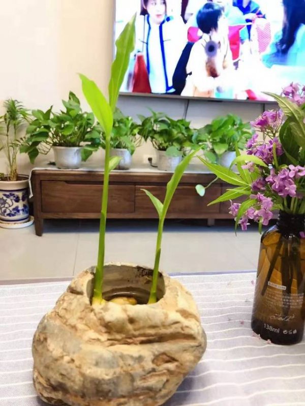 生姜可以种在花盆里吗