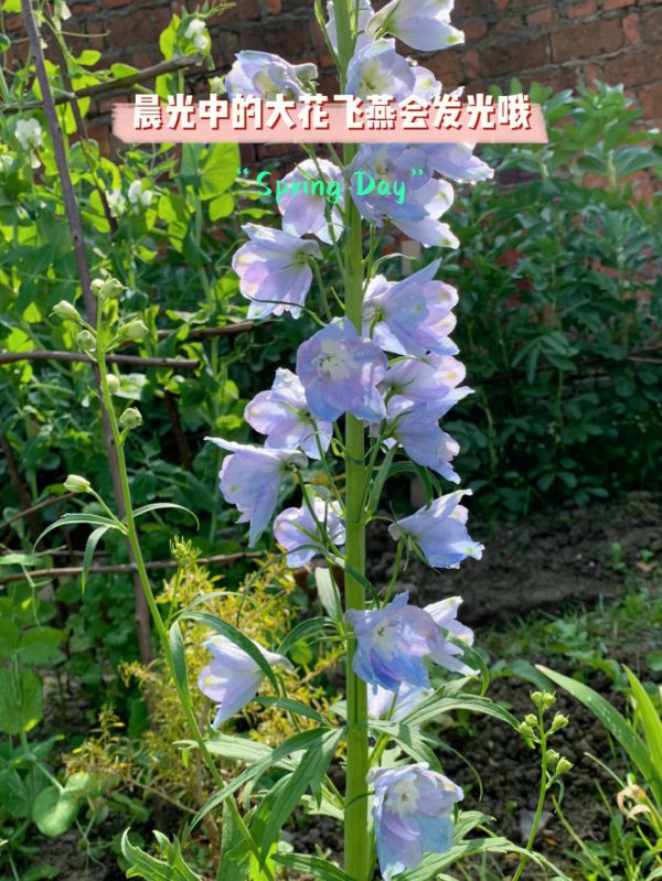 飞燕花种子什么时候种植最好