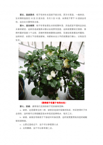 栀子花老桩养殖方法和养护事项 栀子花老桩种植指南及养护要点