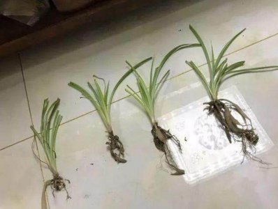 吊兰怎么分株方法 吊兰如何分株、吊兰分株步骤