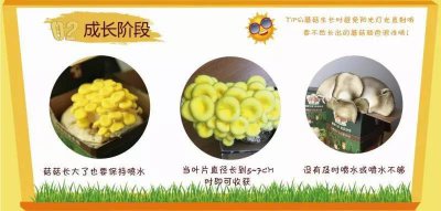 蘑菇种子怎么来的 蘑菇是如何种植的？