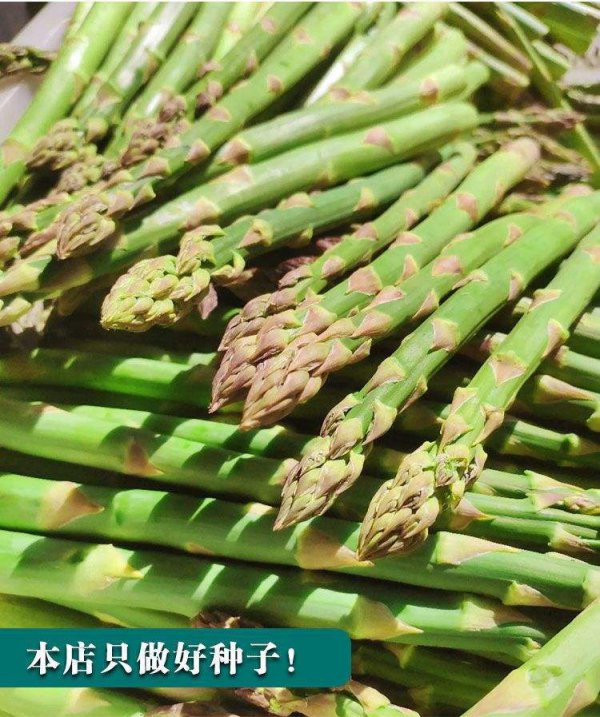 芦笋种子怎么来的