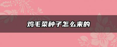 鸡毛菜种子怎么来的 鸡毛菜种子的来源是什么？