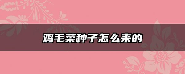 鸡毛菜种子怎么来的