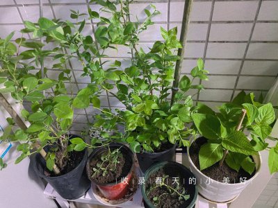 蓝莓可以种在室内吗 室内可以种植蓝莓吗？