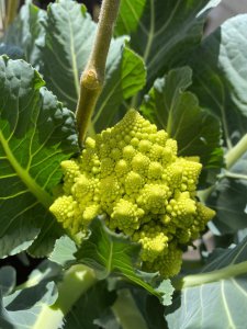 菜花种子怎么来的 菜花是如何繁殖的？
