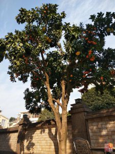 柚子树可以种在院子里吗 柚子树适合种植在院子里吗？