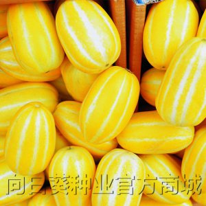 甜瓜怎么留种子 怎样保存甜瓜种子？