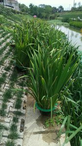 黄菖蒲可以种在室内吗 黄菖蒲适合室内种植吗？