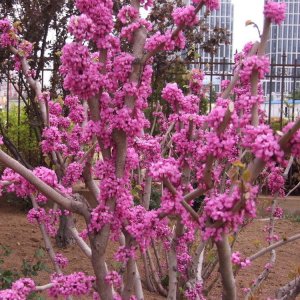 紫?；梢灾衷谠鹤永锫?紫?；ㄊ屎现种苍谕ピ郝?？