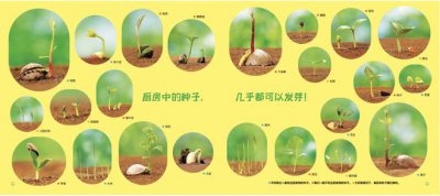 绿豆种子怎么来的 绿豆是如何产生的？