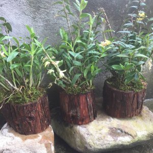 石斛可以种在室内吗 石斛适合室内种植吗？